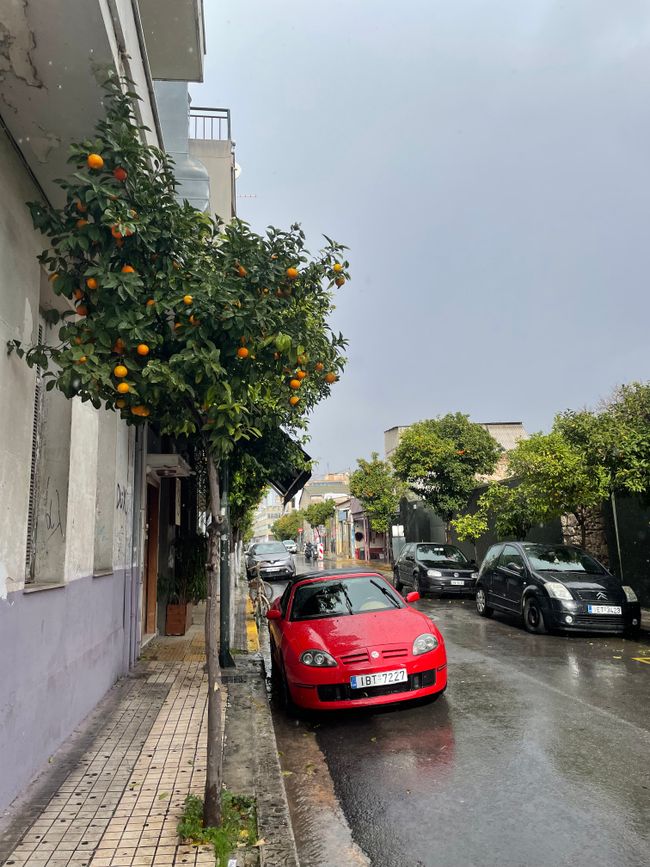 Die Straßen im Viertel meines Hostels sind gesäumt mit Orangenbäumen, welche im Januar noch allerhand Früchte tragen🍊