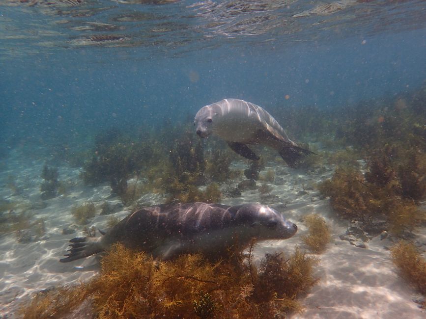 Seal Snorkeling