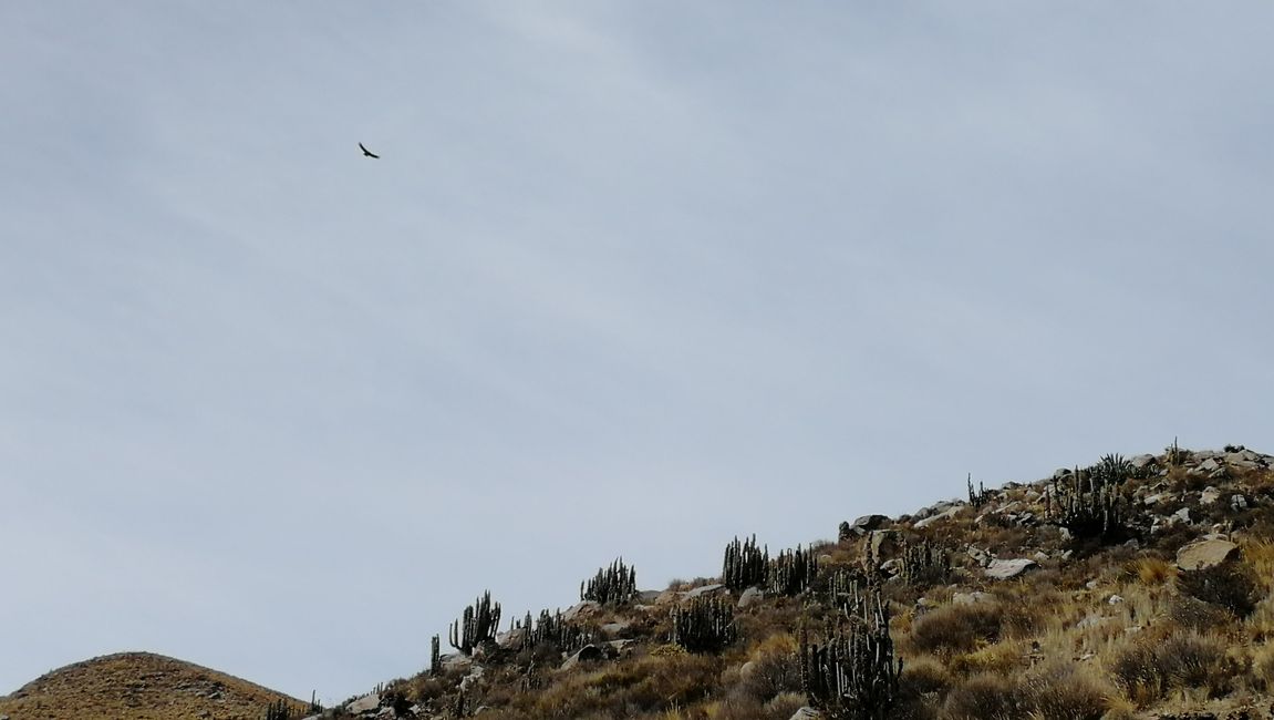 Arequipa na Colca Canyon - Peru
