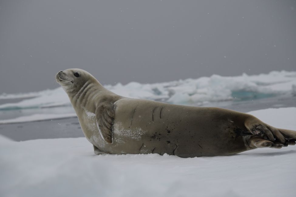 Antarctica - Amundsen Sea - Crab-Eater Seal
