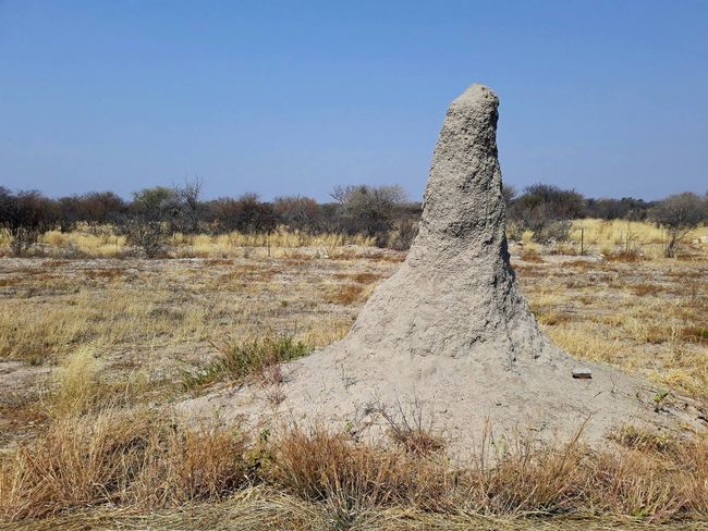 Termite mound somewhere in the middle of nowhere