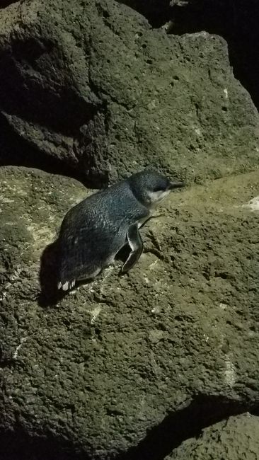 frei lebende Pinguine in St. Kilda