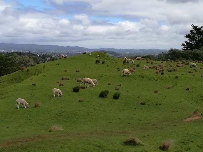 Unsere ersten Schafe die wir gesichtet haben ;)