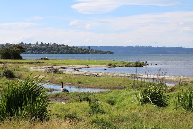 Die neuseeländische Vogelwelt am Lake Rotorua genießt die Sonne 