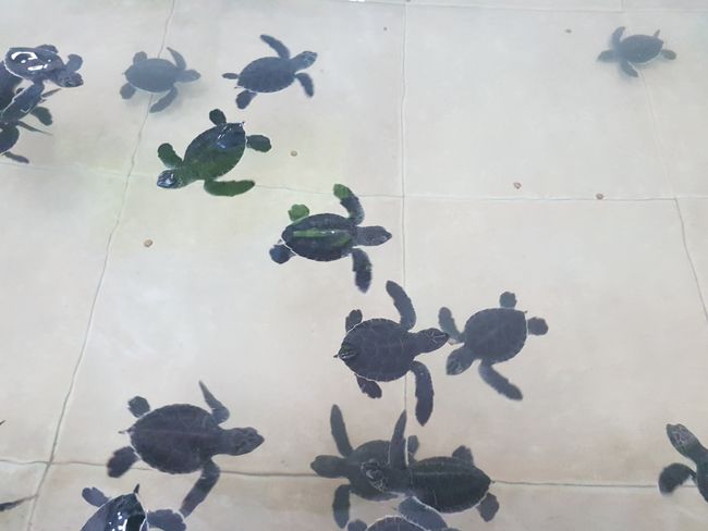 Baby tortugas 