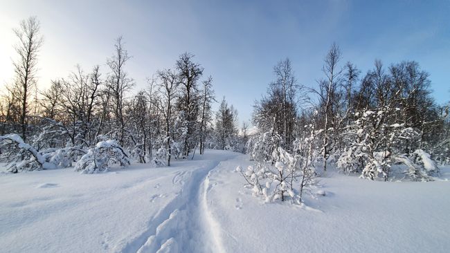 Ein Wald, durchzogen von vielen kleinen Schneewegen