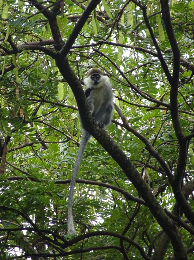 Vervet monkey Zege Peninsula
