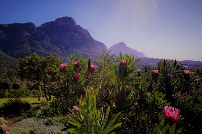 Proteas vor dem Tafelberg