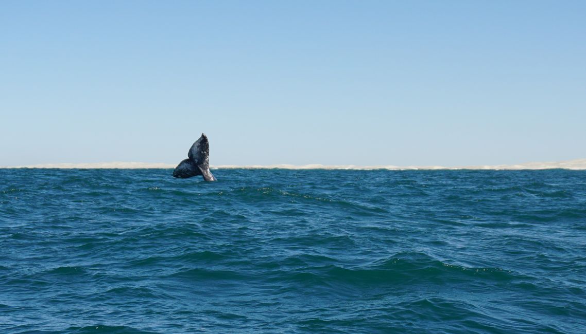 Whale Watching in Guerrero Negro