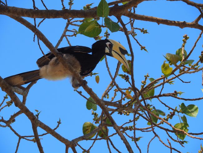 Hornbill / Nashornvogel