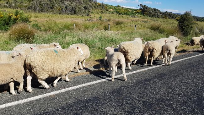 Sheep on the road