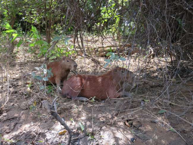 Da selva aos dinossauros