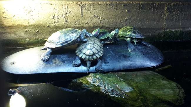 turtles in the aquarium