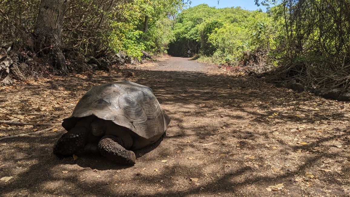 Erste Schildkröte in freier Natur 