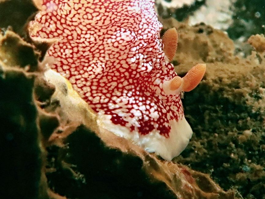 Nudibranch with three feelers - the first time I've seen this mutation.