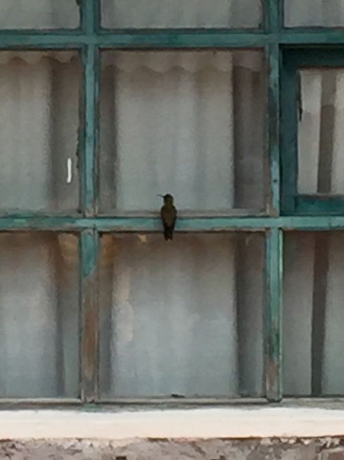 Hummingbird on the window frame 😉