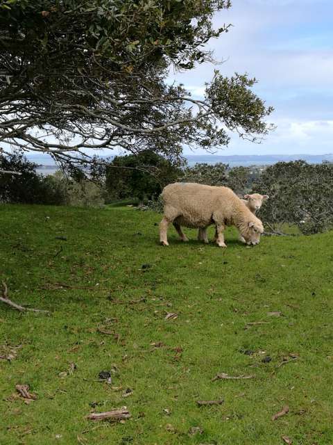 Kia Ora from New Zealand