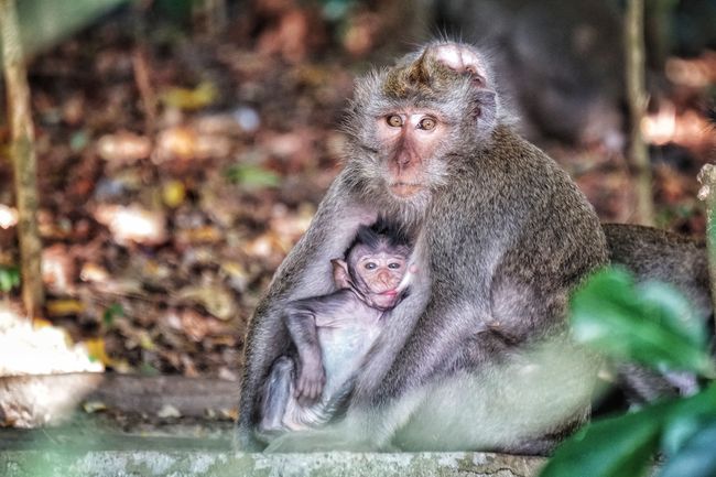 Affen leben oft in den Wäldern vor Tempeln, um vor bösen Geistern zu schützen