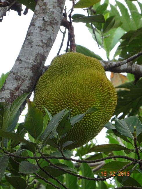 Jackfruit, nicht zu verwechseln mit der Durianfruit, die nicht wirklich gut riecht
