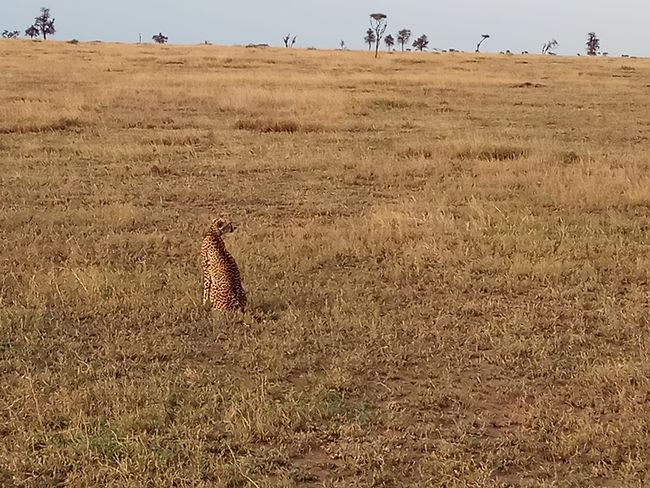 Gepard, Serengeti