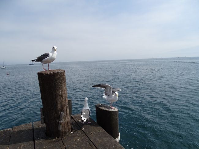 Seagulls at the pier