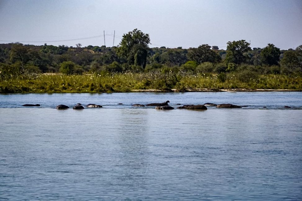 Insel aus zwanzig Hippos