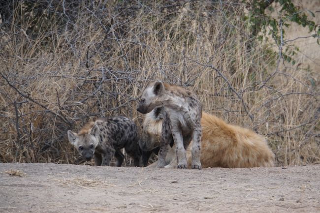 Zurück aus dem Busch - der Kruger Nationalpark