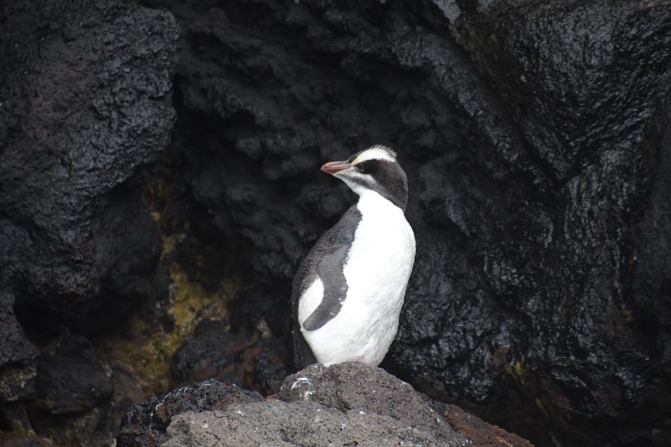 Subantarctic Islands - Campbell Island - Royal Penguin