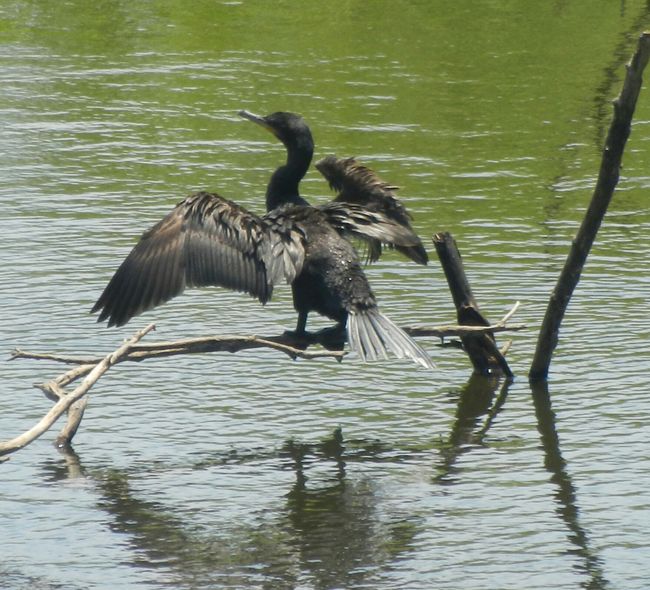 Pantanal cormoran