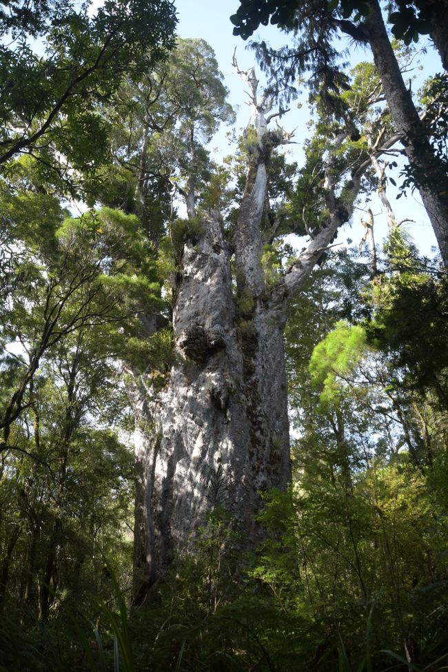 Waipoua Kauri Forest - Te Matua Ngahere (Der älteste Kauri-Baum - 2,000-3,000 Jahre alt)