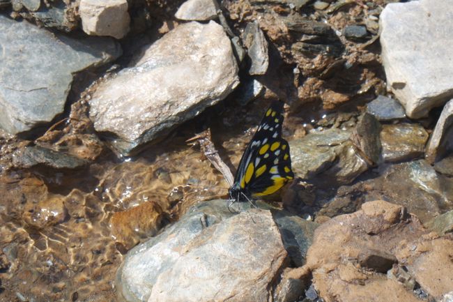 Fauna und Flora