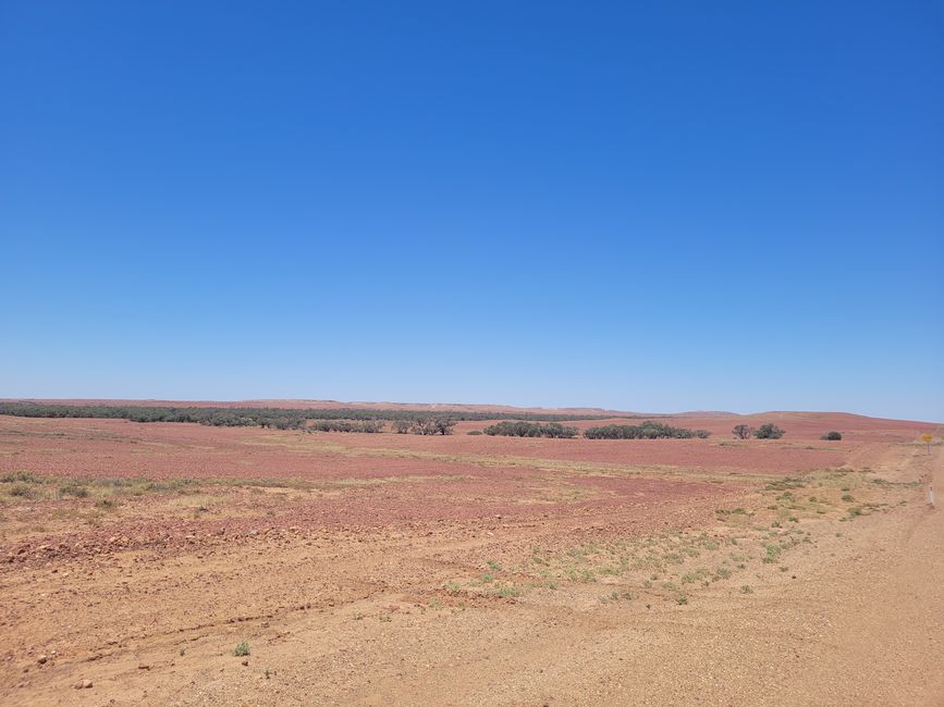 Kakadus auf der Fahrt zur bemalten Wüste