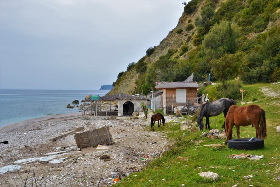 Beautiful beach with a herd of horses - only the trash is a bit bothersome.