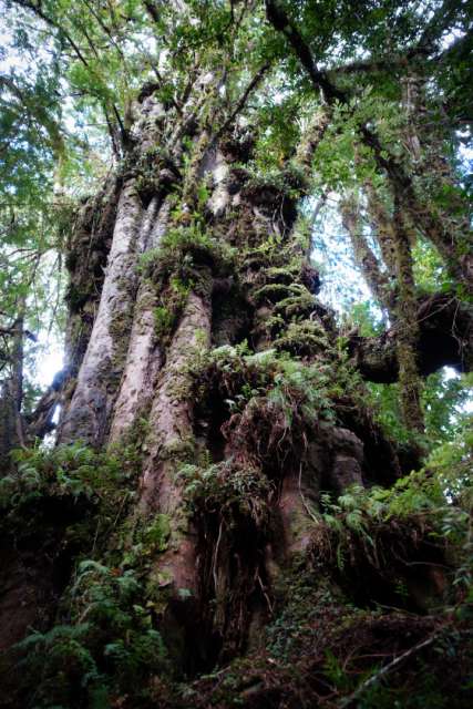 Tepual-Wälder
