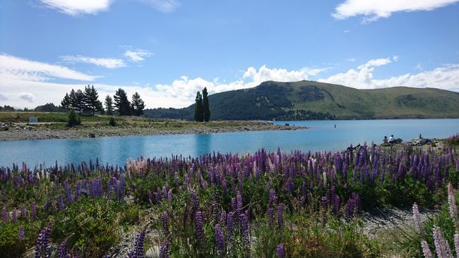 Lupinen am Lake Tekapo 
