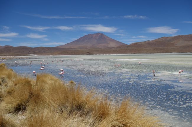 Flamingos in one of the lagoons