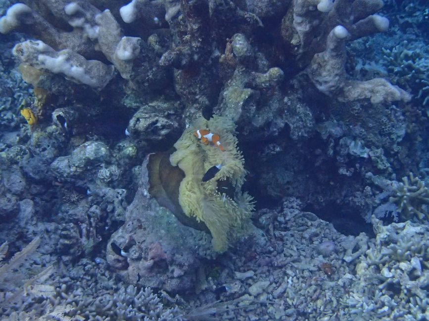 Snorkeling in Bunaken NP - Spotted boxfish