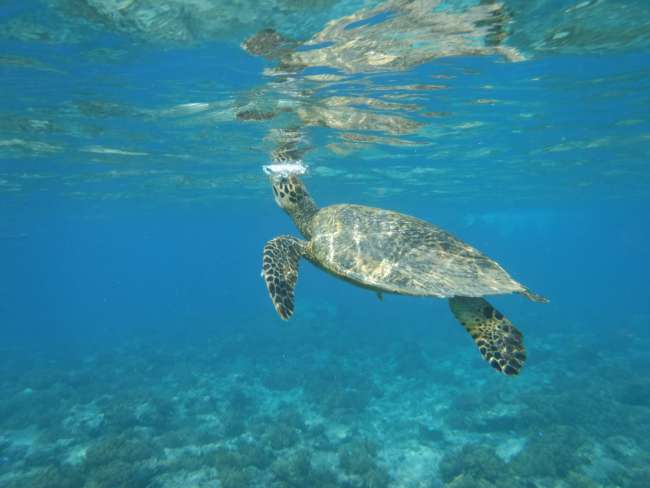 Snorkeling in Turtle Paradise Gili Islands