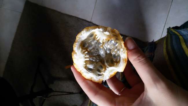 Doesn't look like it, but it's a really tasty fruit