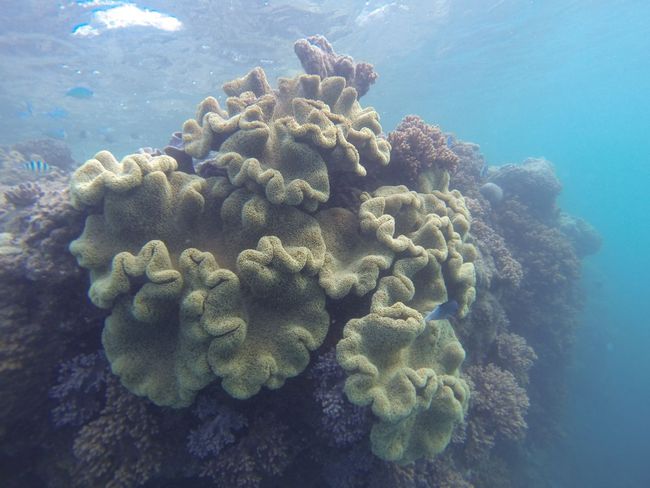 Tag 42: Schnorcheln am Great Barrier Reef