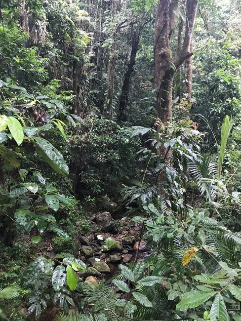 Daintree Rain Forest