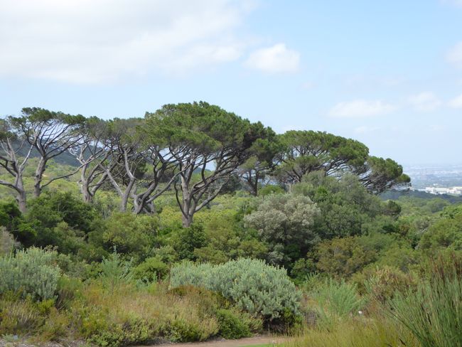 Rund um den Tafelberg & Botanischer Garten Kirstenbosch