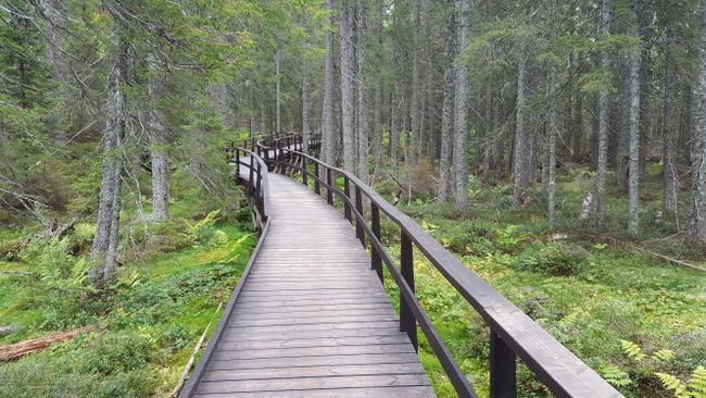 Hiking on the trails of Skuleskogen