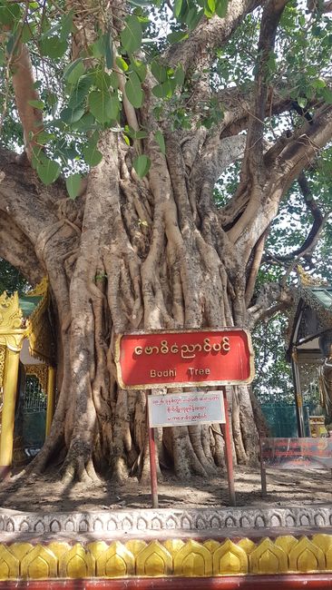 Shwedagon Pagode.