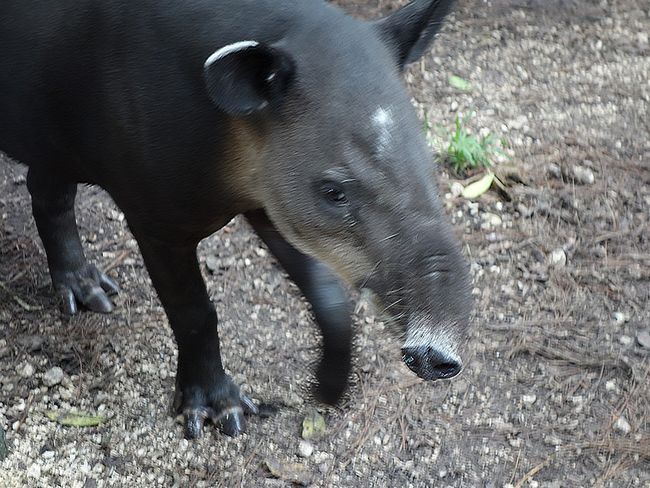 Tapirs are native to Belize...