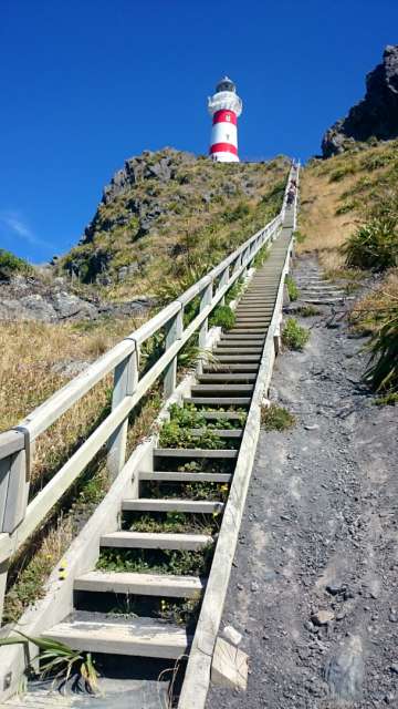 261 Stufen bis zum Leuchtturm am Cape Palliser 