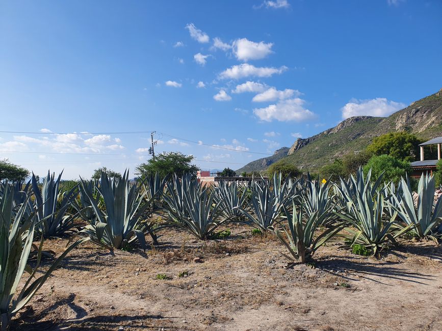 The agaves for Mezcal production