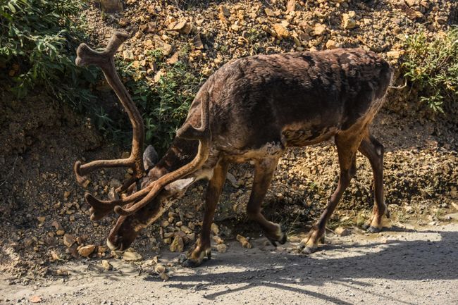 Tag 143 und 144: Denali Nationalpark - viele Wildtiere und tolle Berge