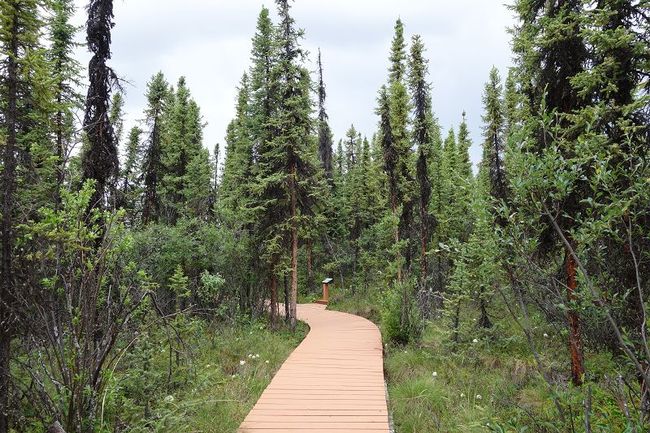 Boardwalk within the campsite