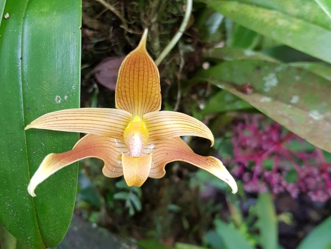 ...schöne Orchideen